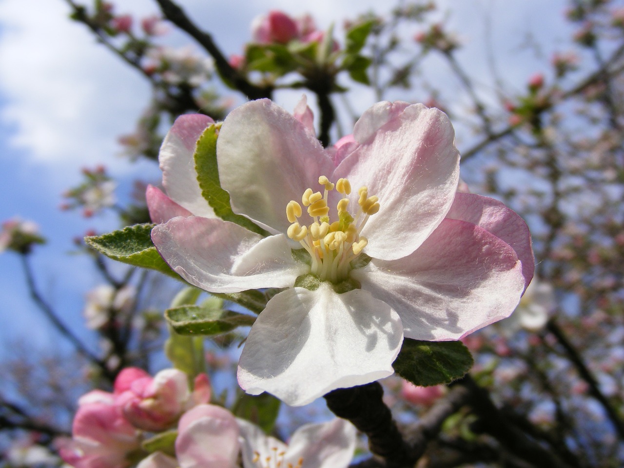 apple blossoms flowers free photo