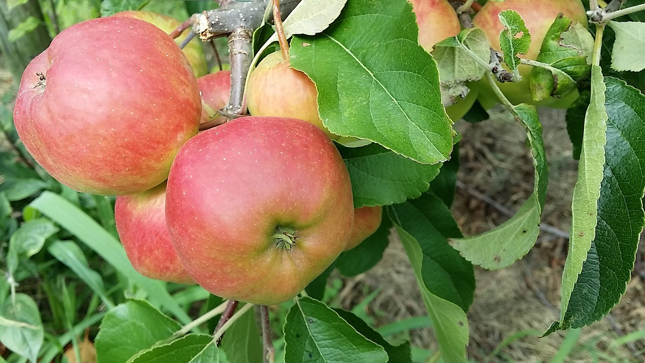 apple summer fruit free photo