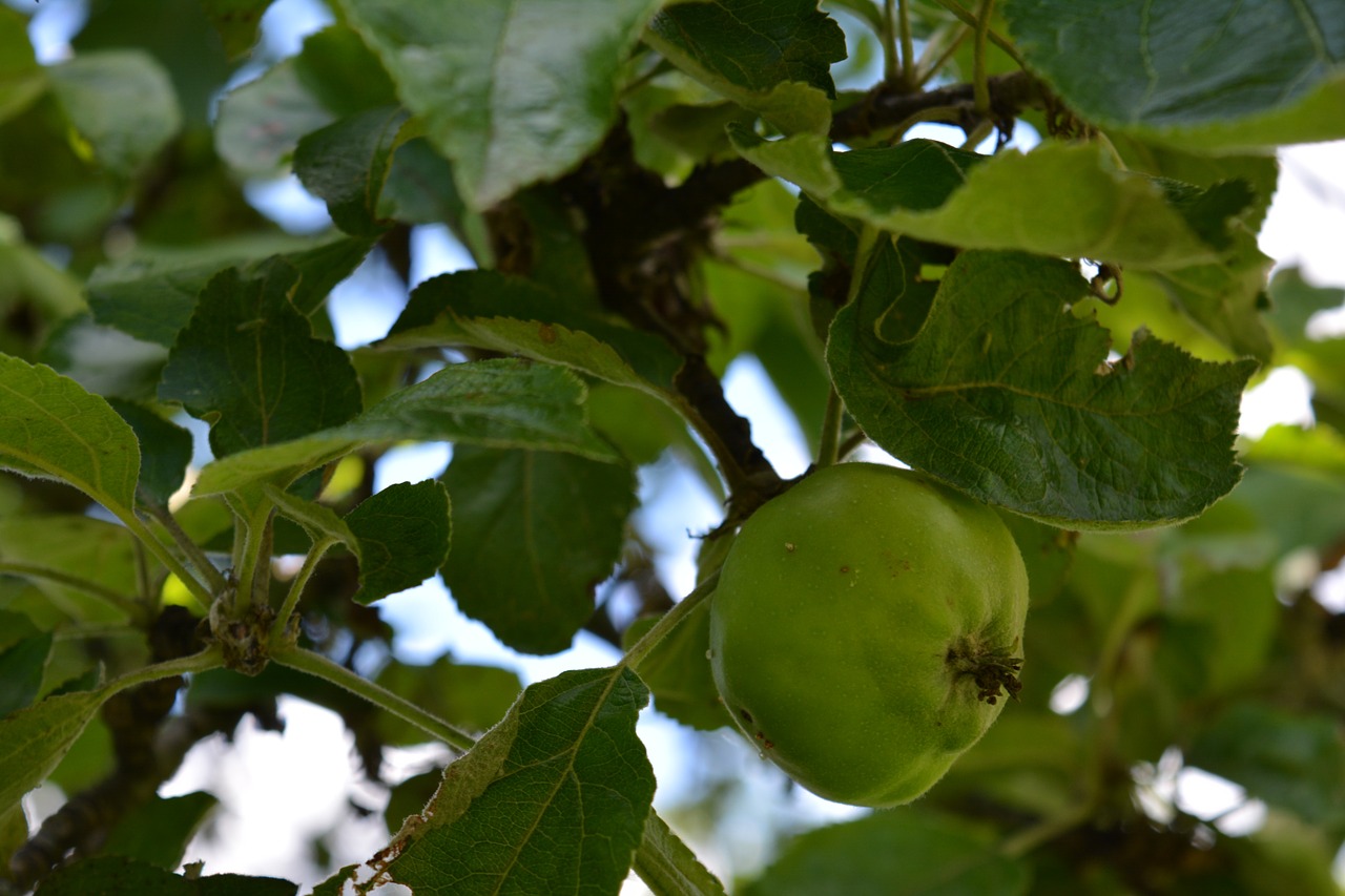 apple apple tree nature free photo