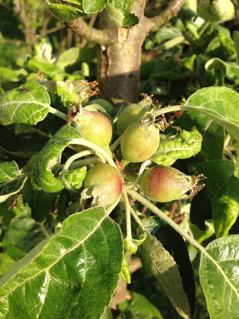 apple fruit apple tree free photo