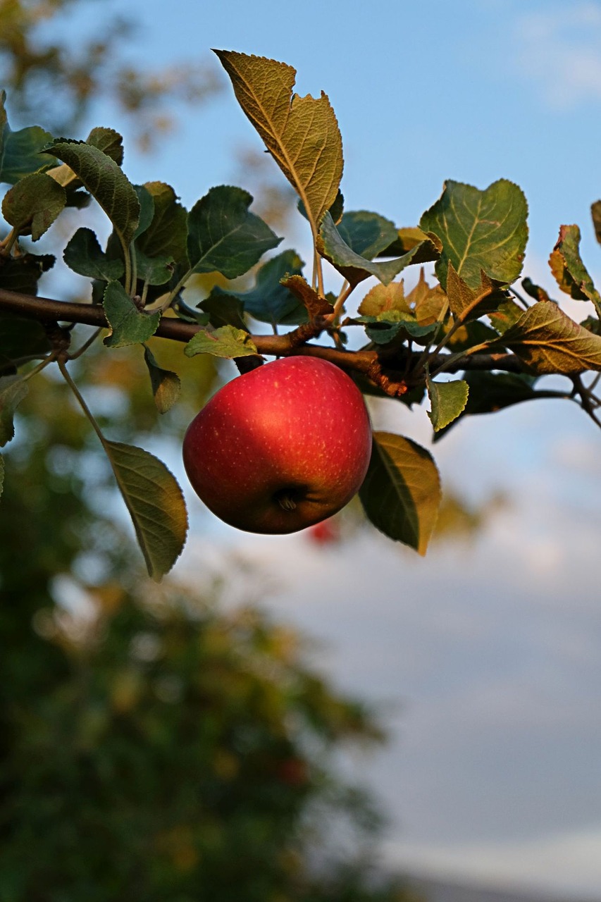 apple fruit flowers free photo