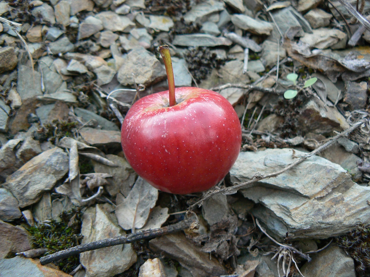 apple stone slate free photo