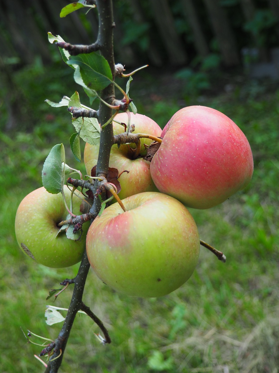 apple tree fruit free photo