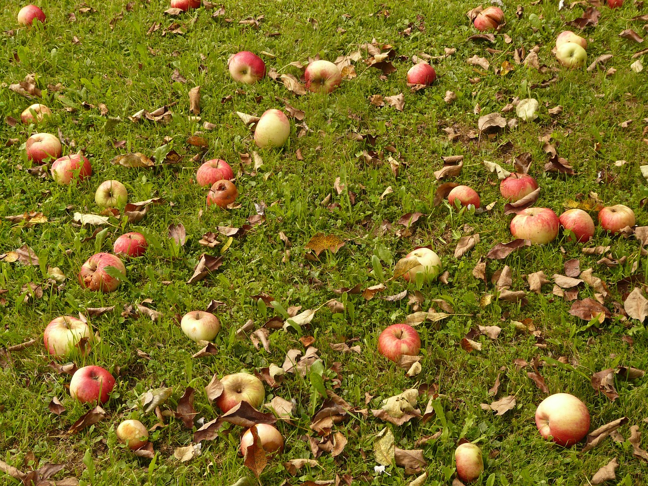 apple meadow harvest free photo
