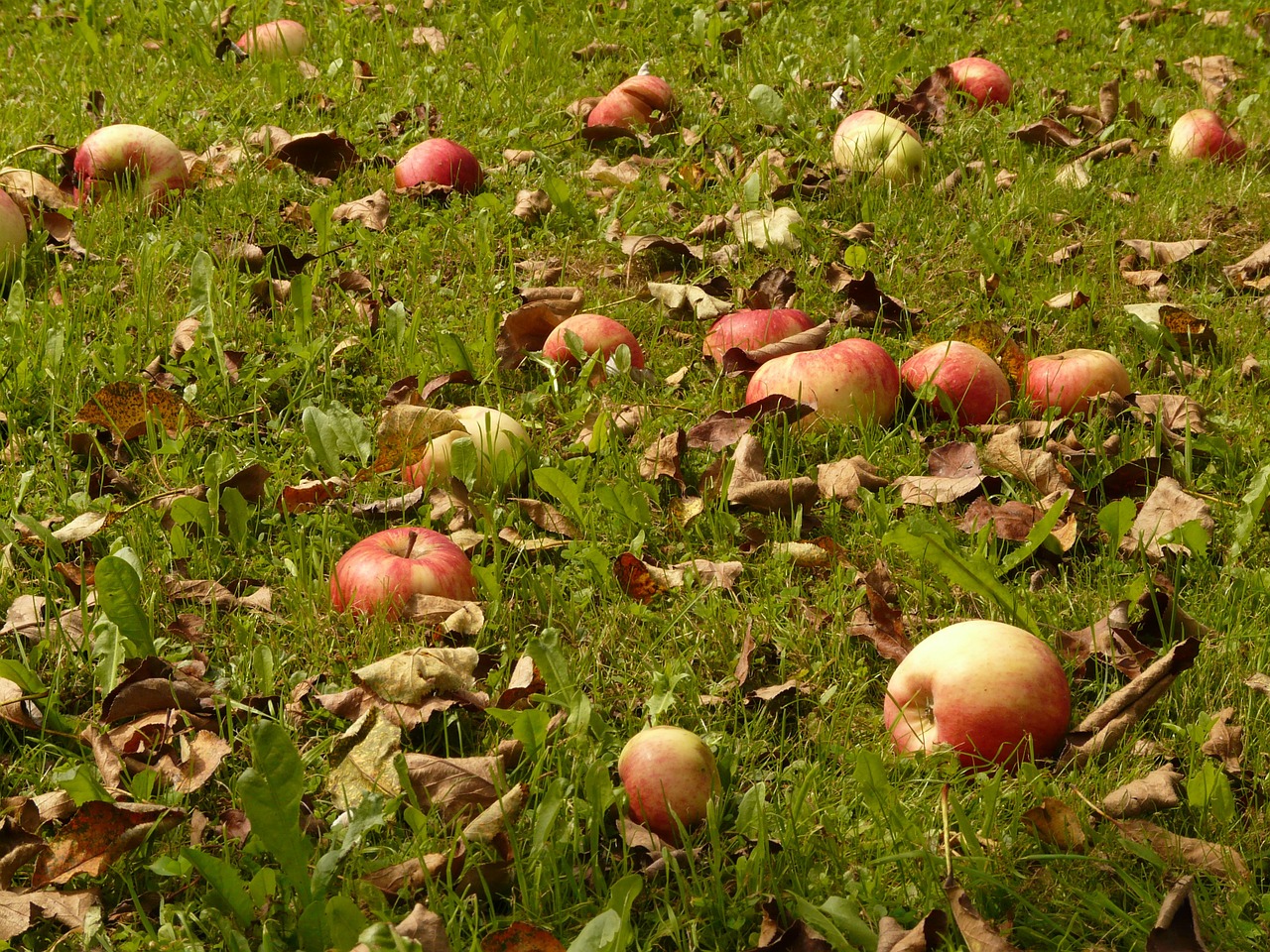 apple meadow harvest free photo