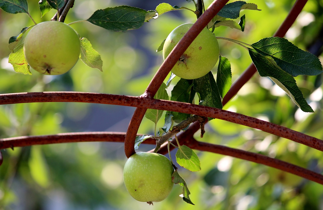 apple fruits apple tree free photo