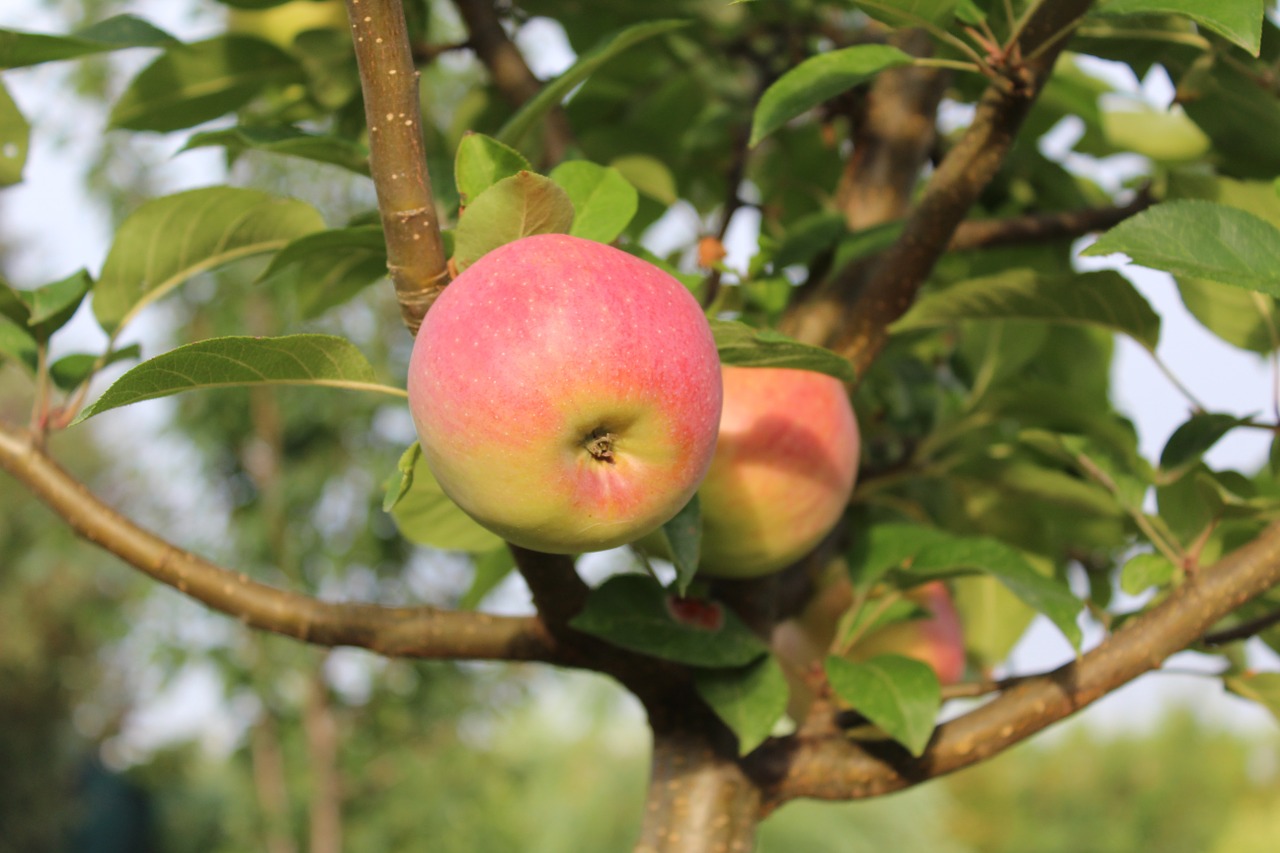 apple apple tree free pictures free photo