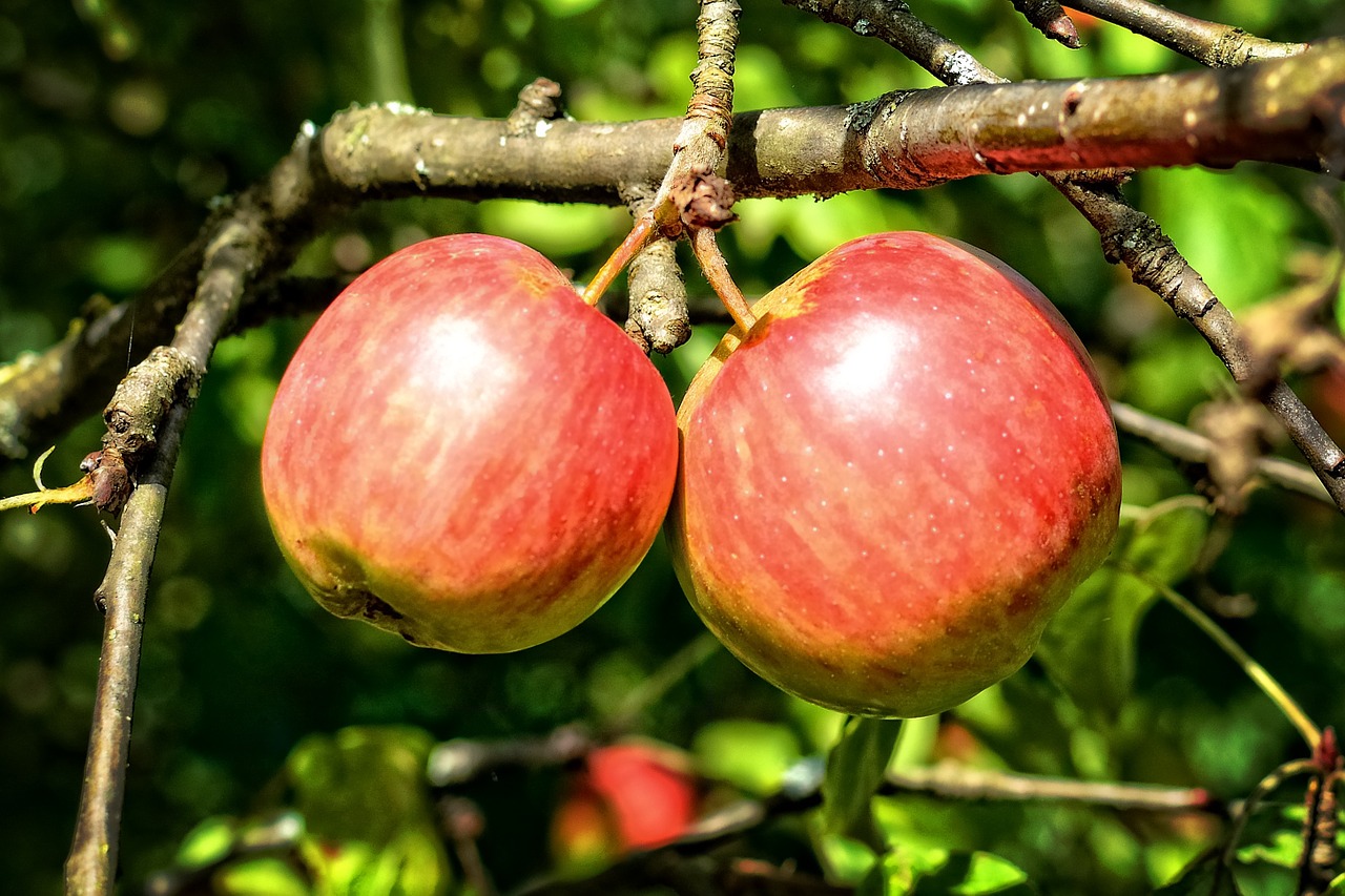 apple harvest fruit free photo