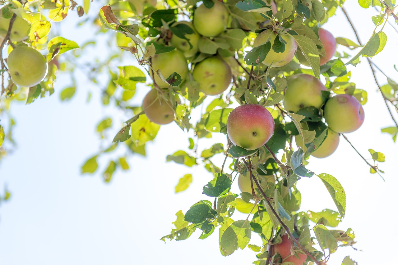 apple apple tree sky free photo