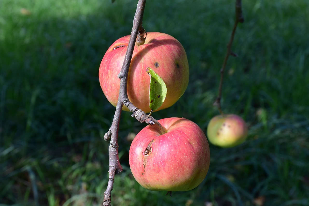 apple apple tree branch free photo