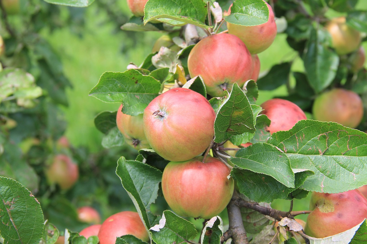 apple red apple tree free photo