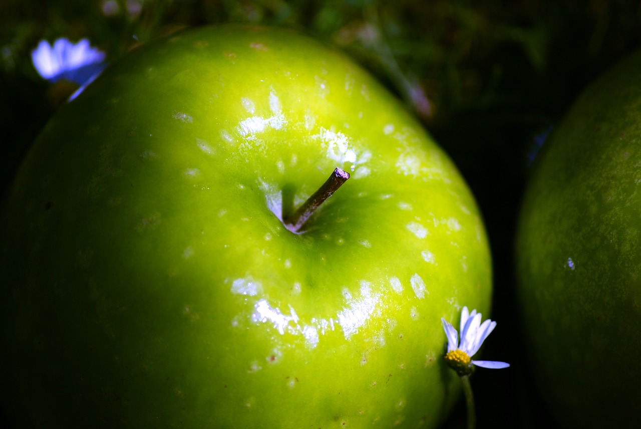 apple shine daisy free photo