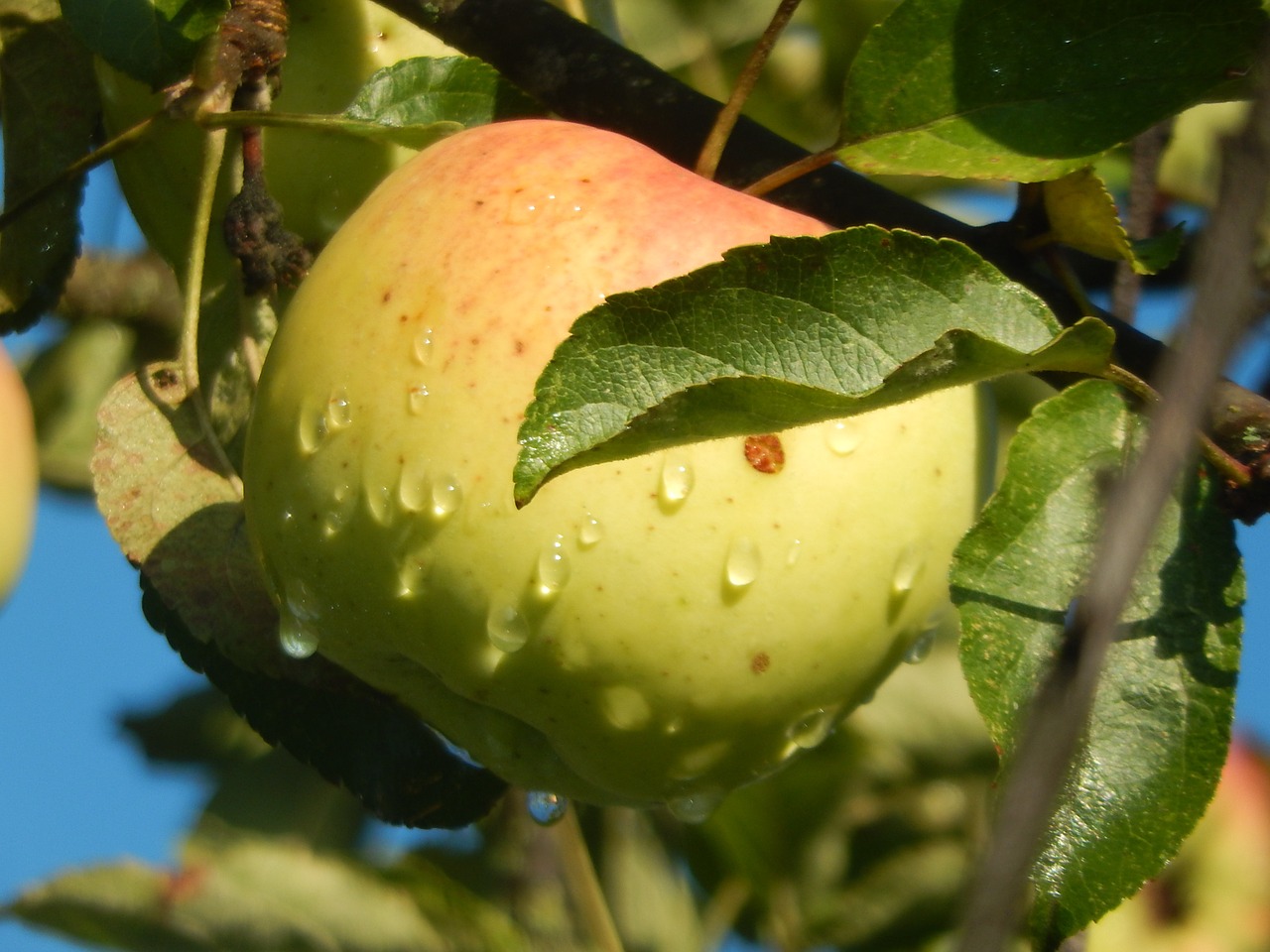 apple garden nature free photo