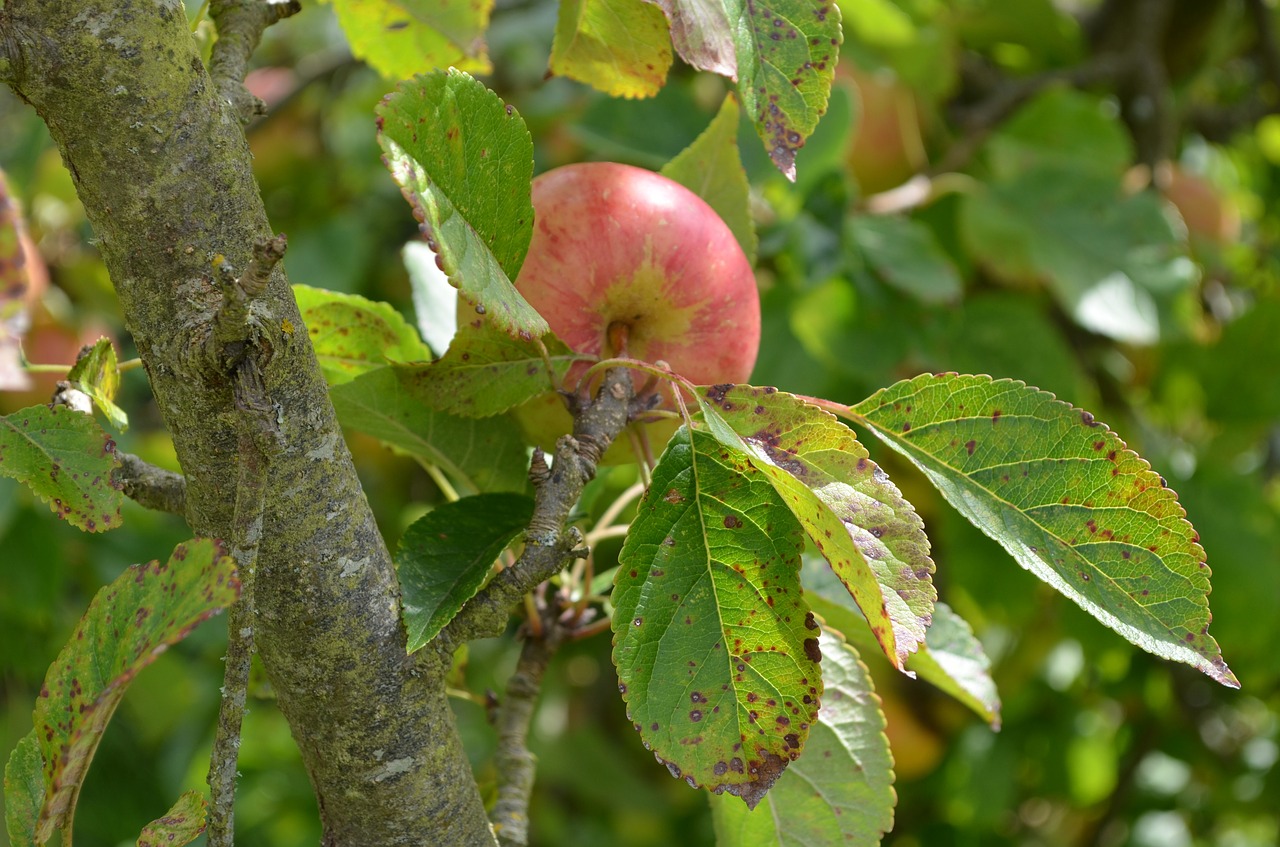 apple leaves nature free photo