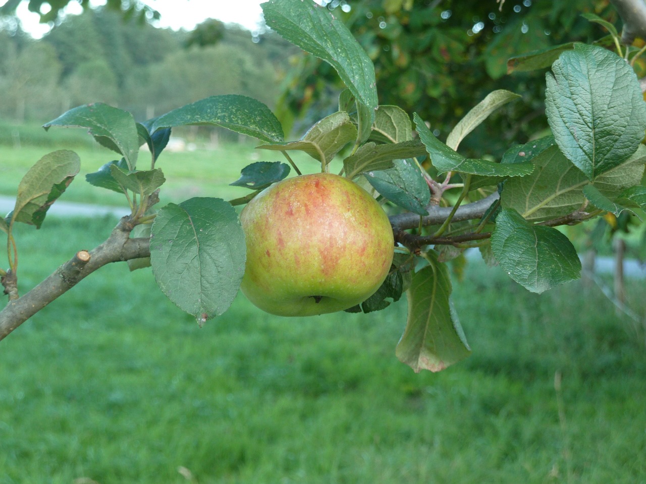 apple autumn harvest fruit free photo