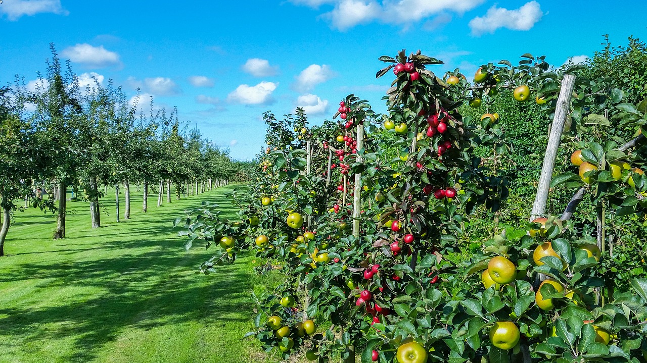 apple tree garden free photo