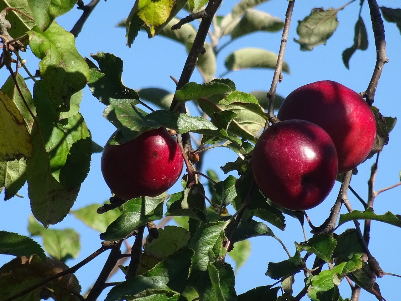 apple leaves apple tree free photo