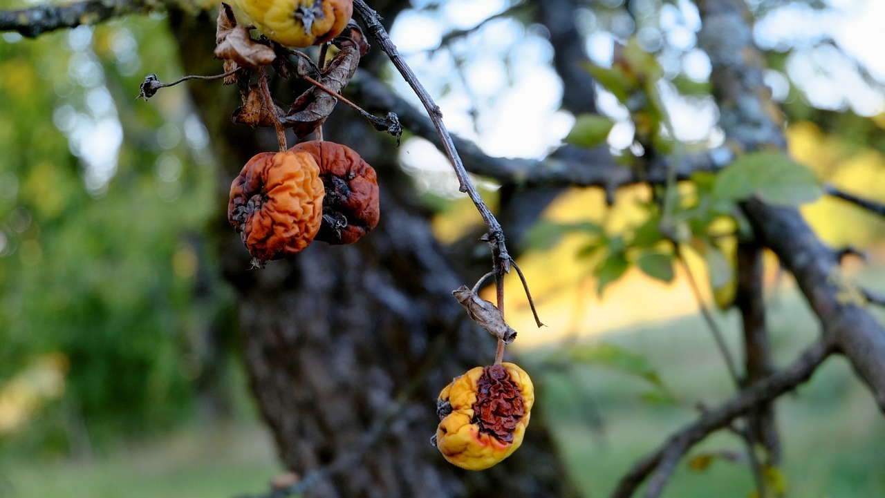 apple disease fruit free photo