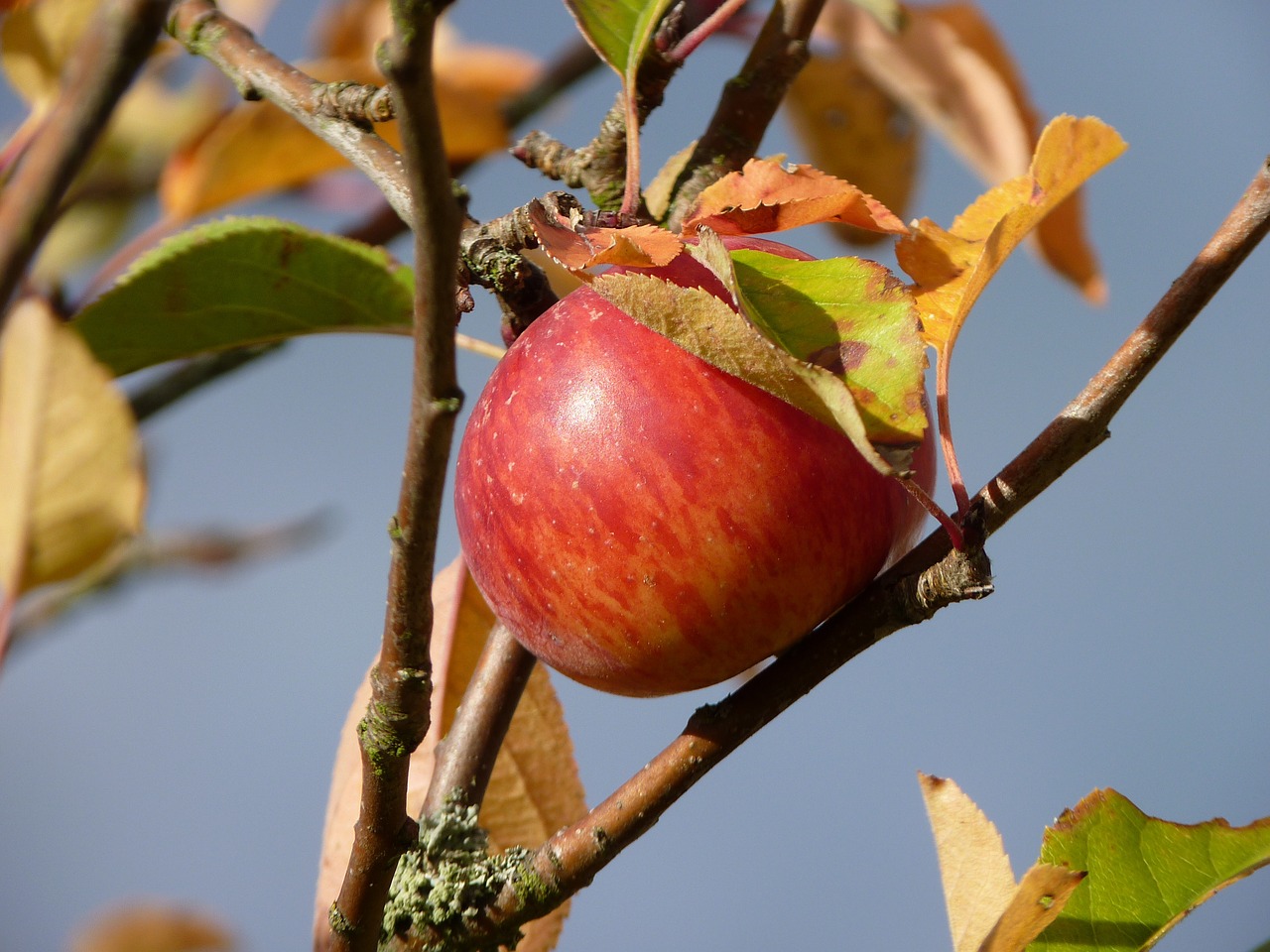 apple autumn fruit free photo