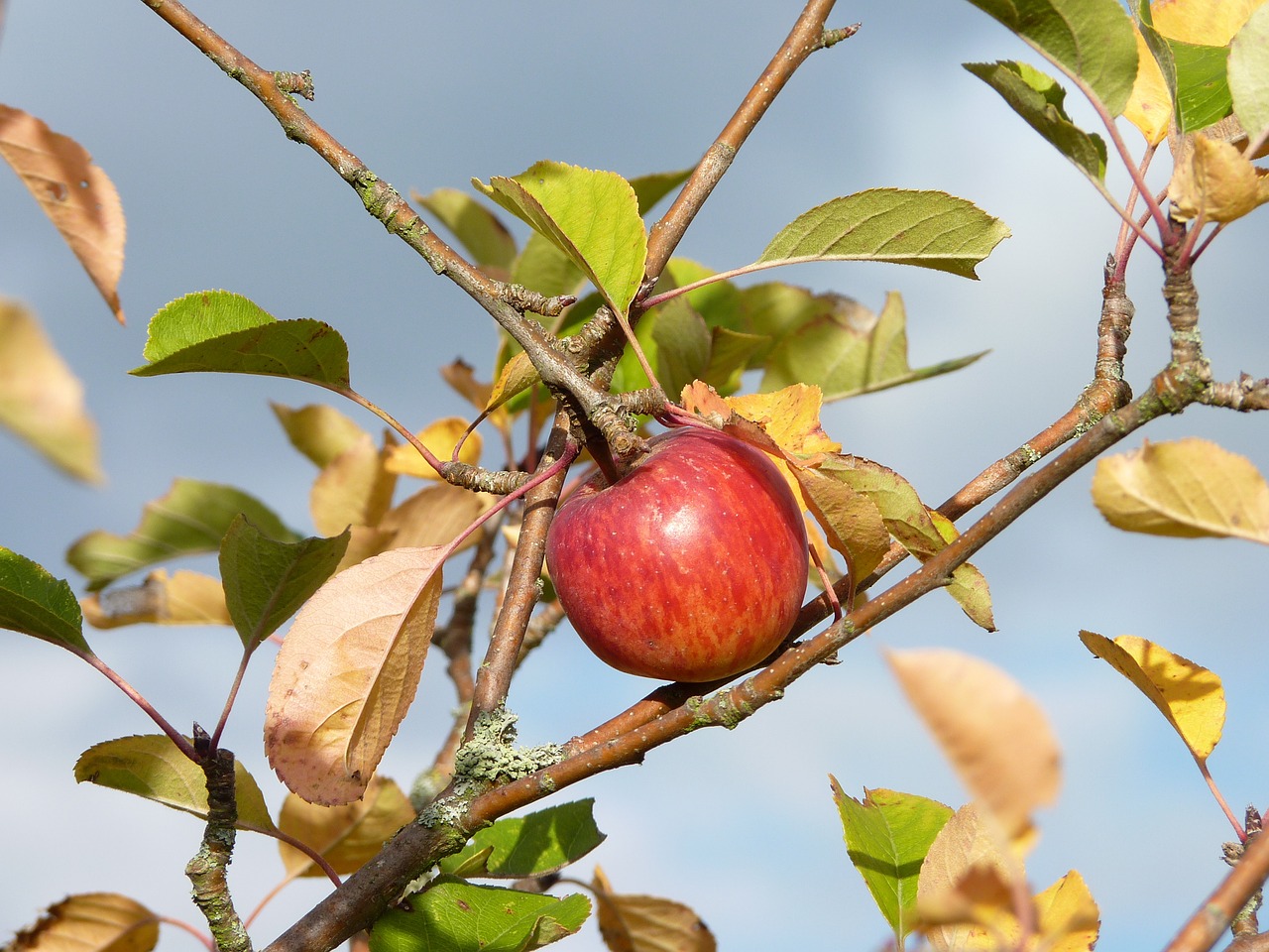 apple autumn harvest free photo