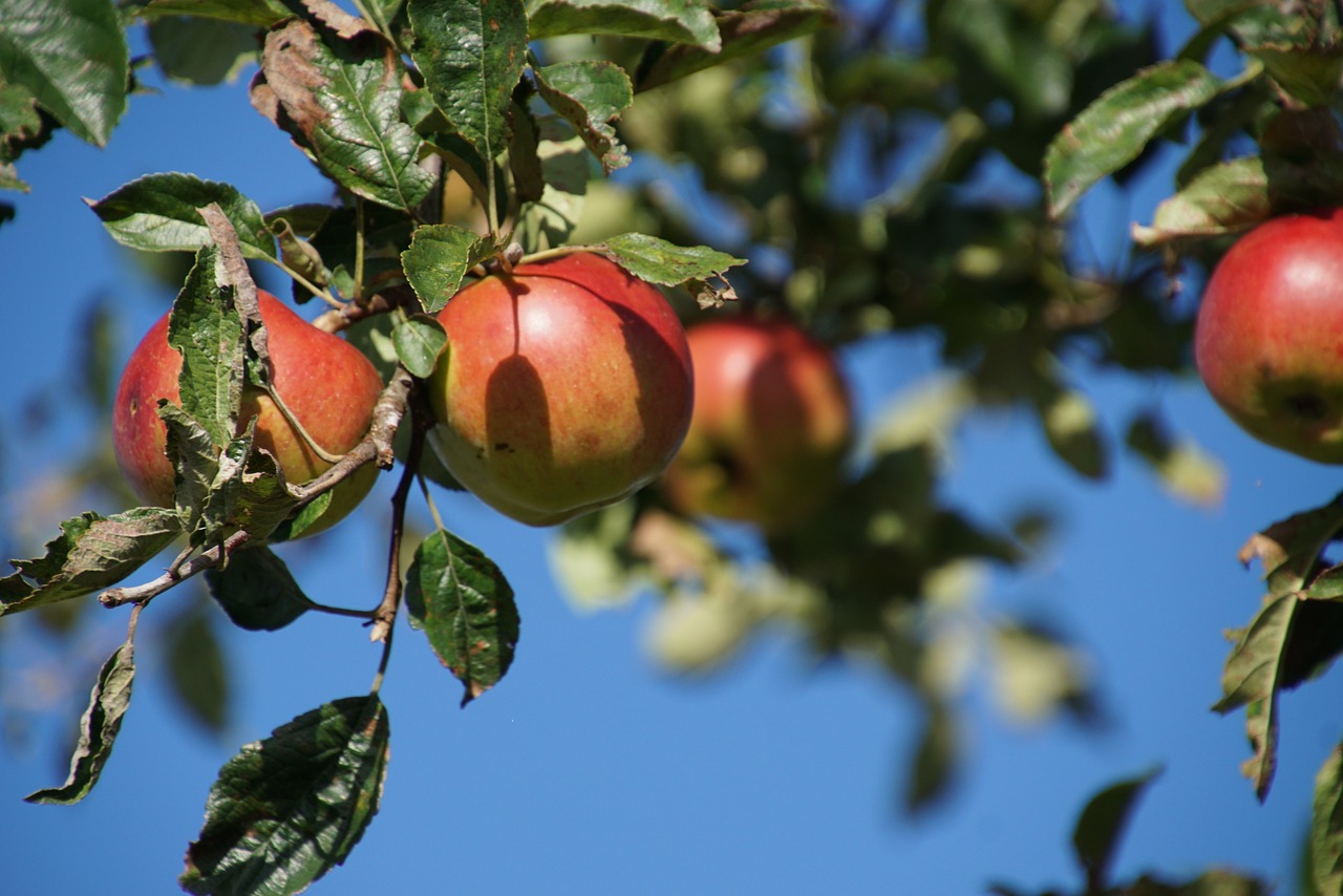 apple fruit autumn free photo