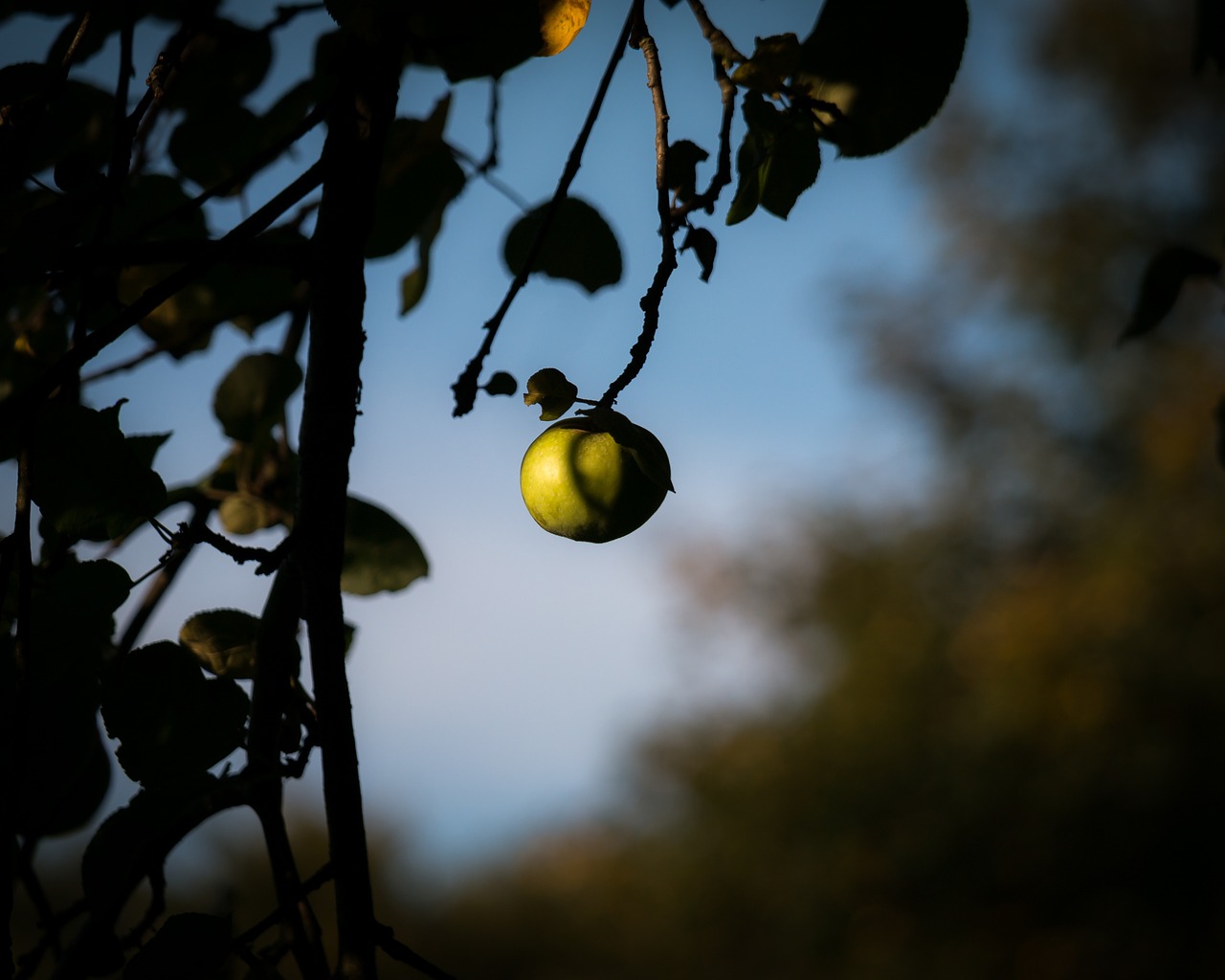 apple apple tree fruit free photo