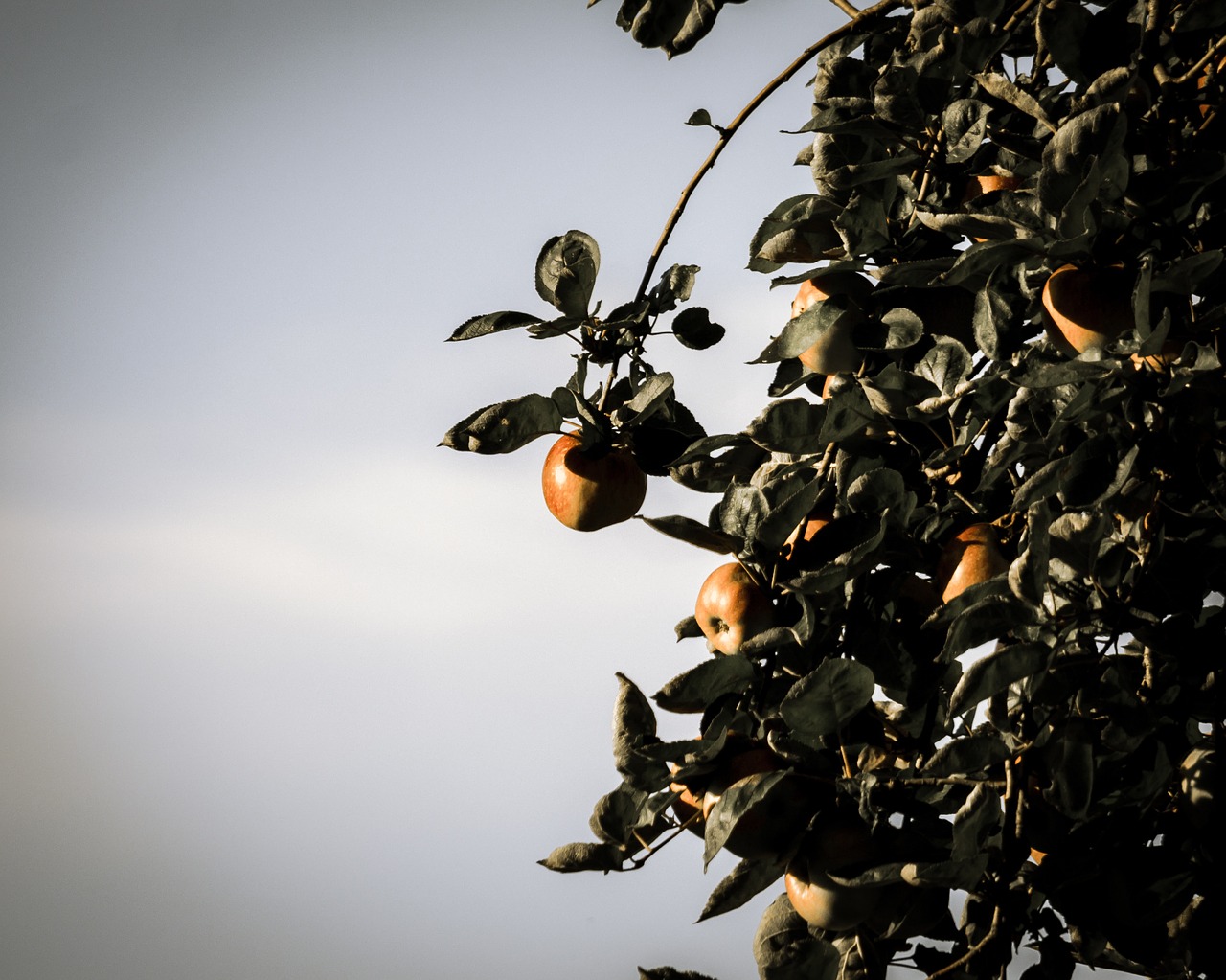 apple apple tree fruit free photo