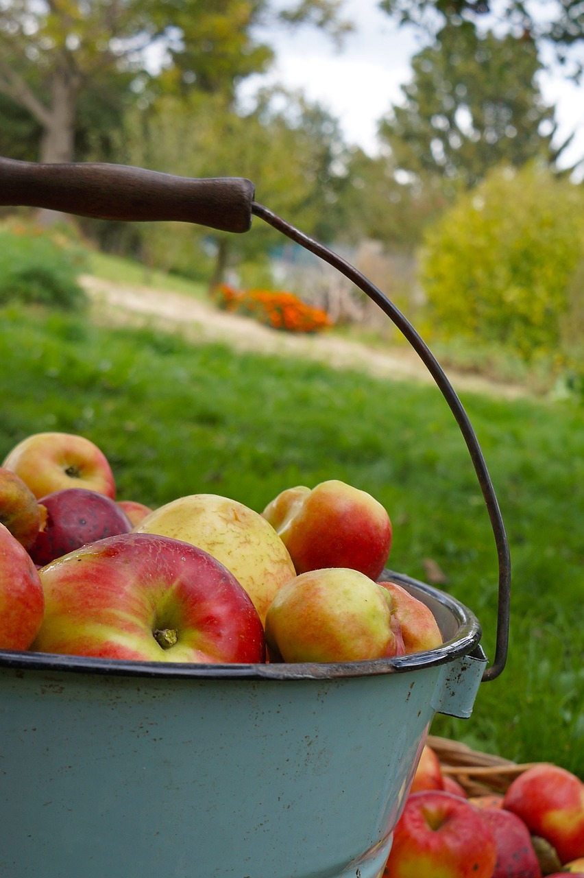 apple apples are harvested by bucket free photo