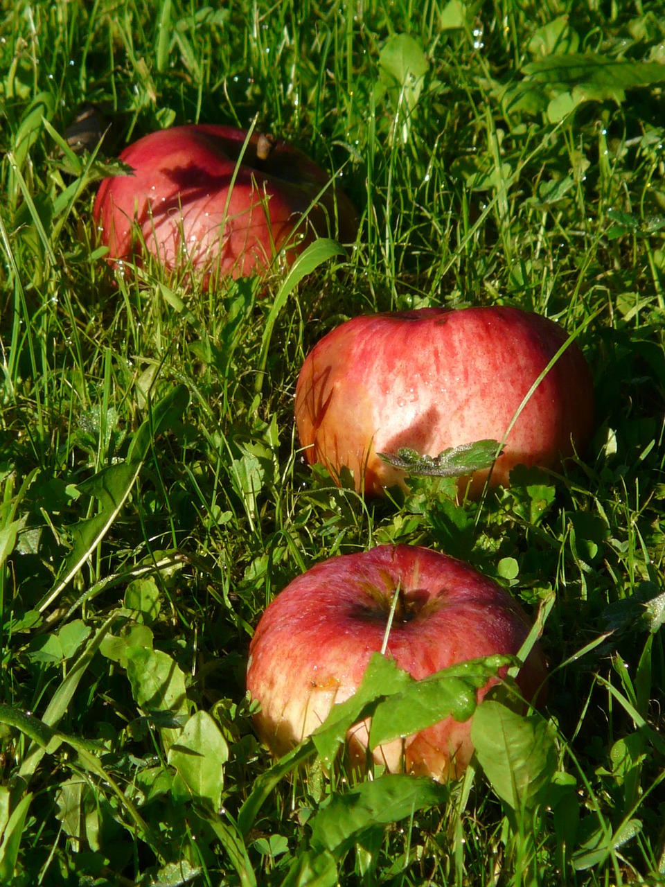 apple fruit vitamins free photo