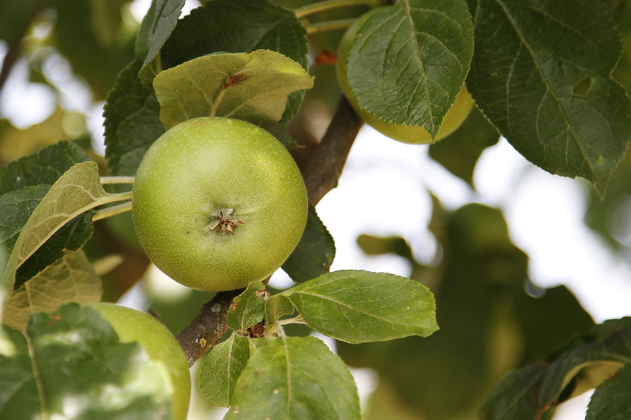 apple green autumn free photo