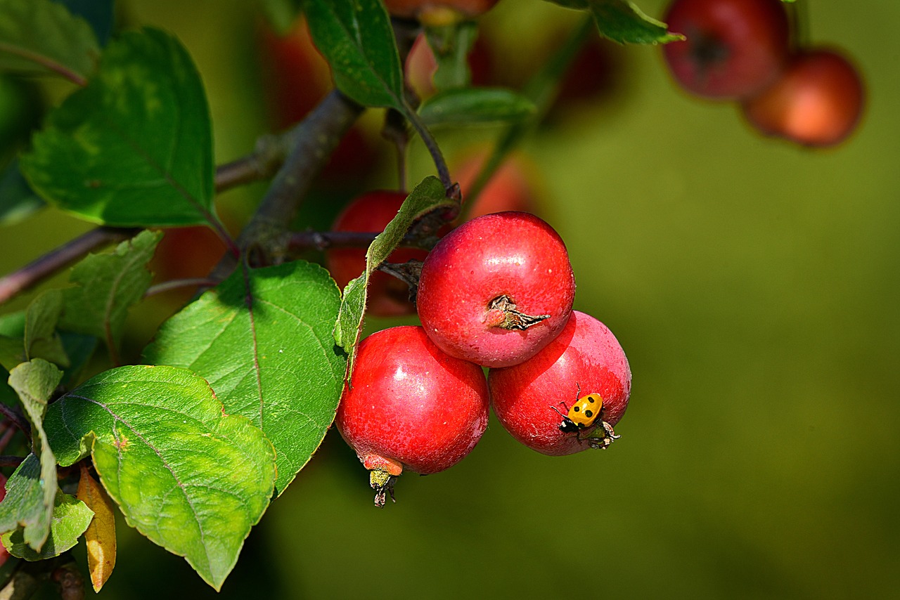 apple berry  fruit  bird food free photo