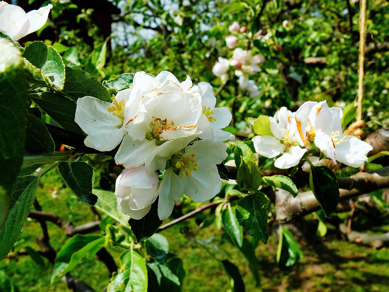 apple blossom blossom bloom free photo