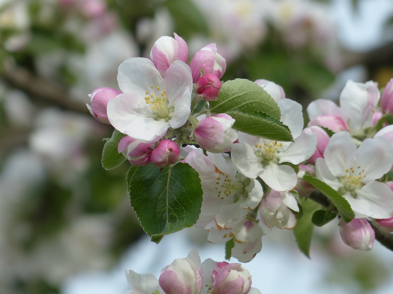 apple blossom apple tree blossom free photo