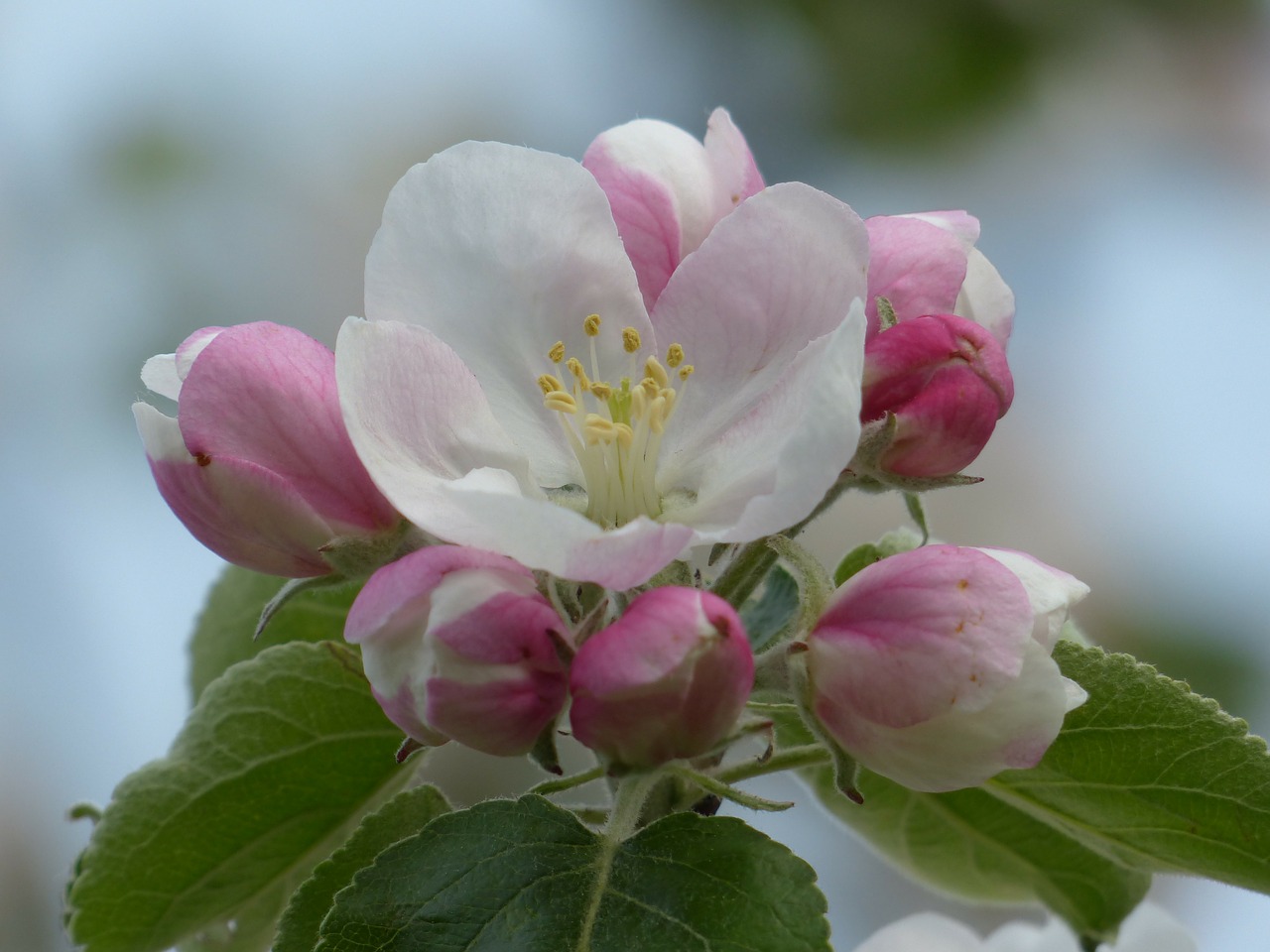 apple blossom apple tree blossom free photo