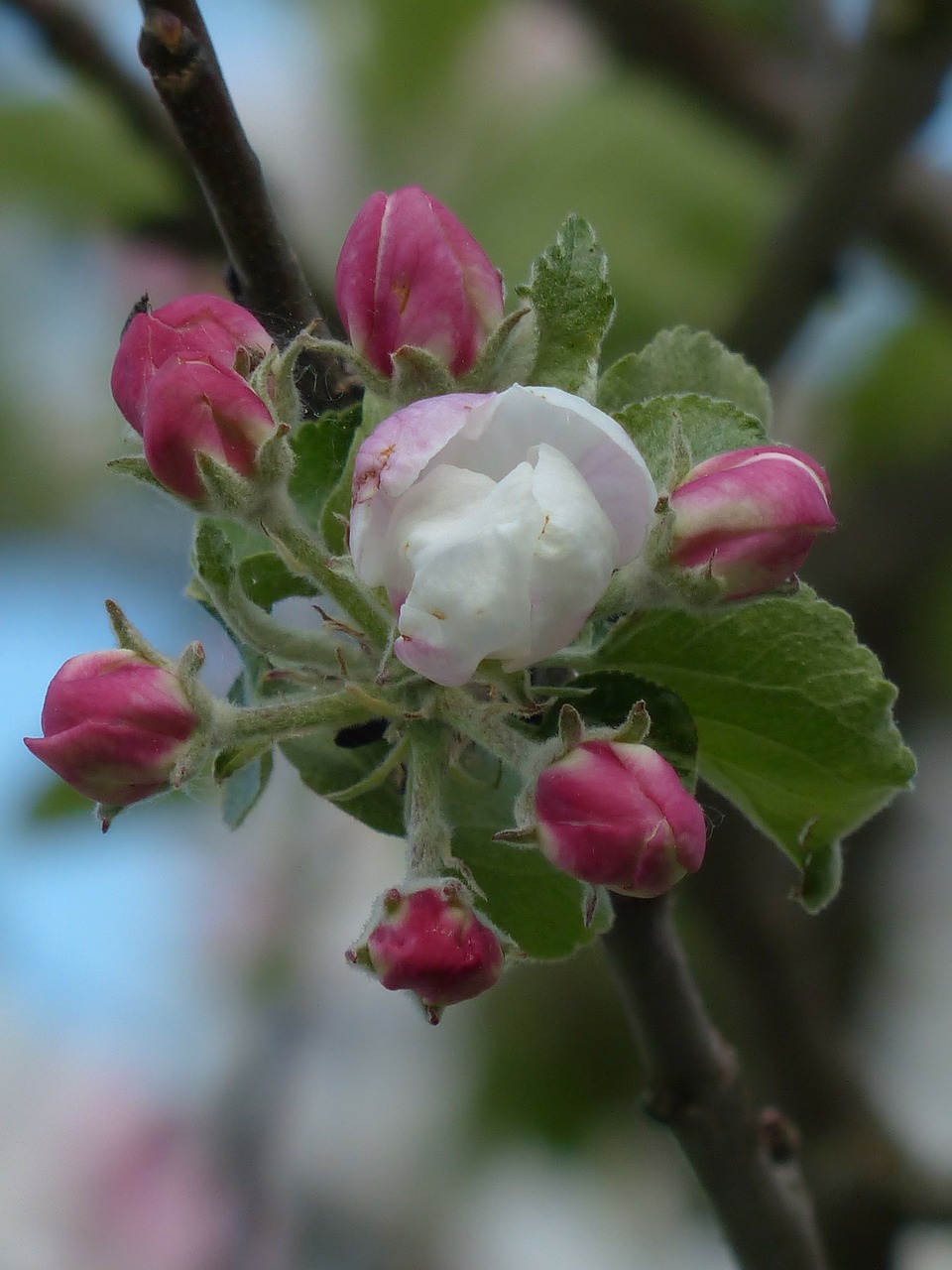 apple blossom apple tree blossom free photo