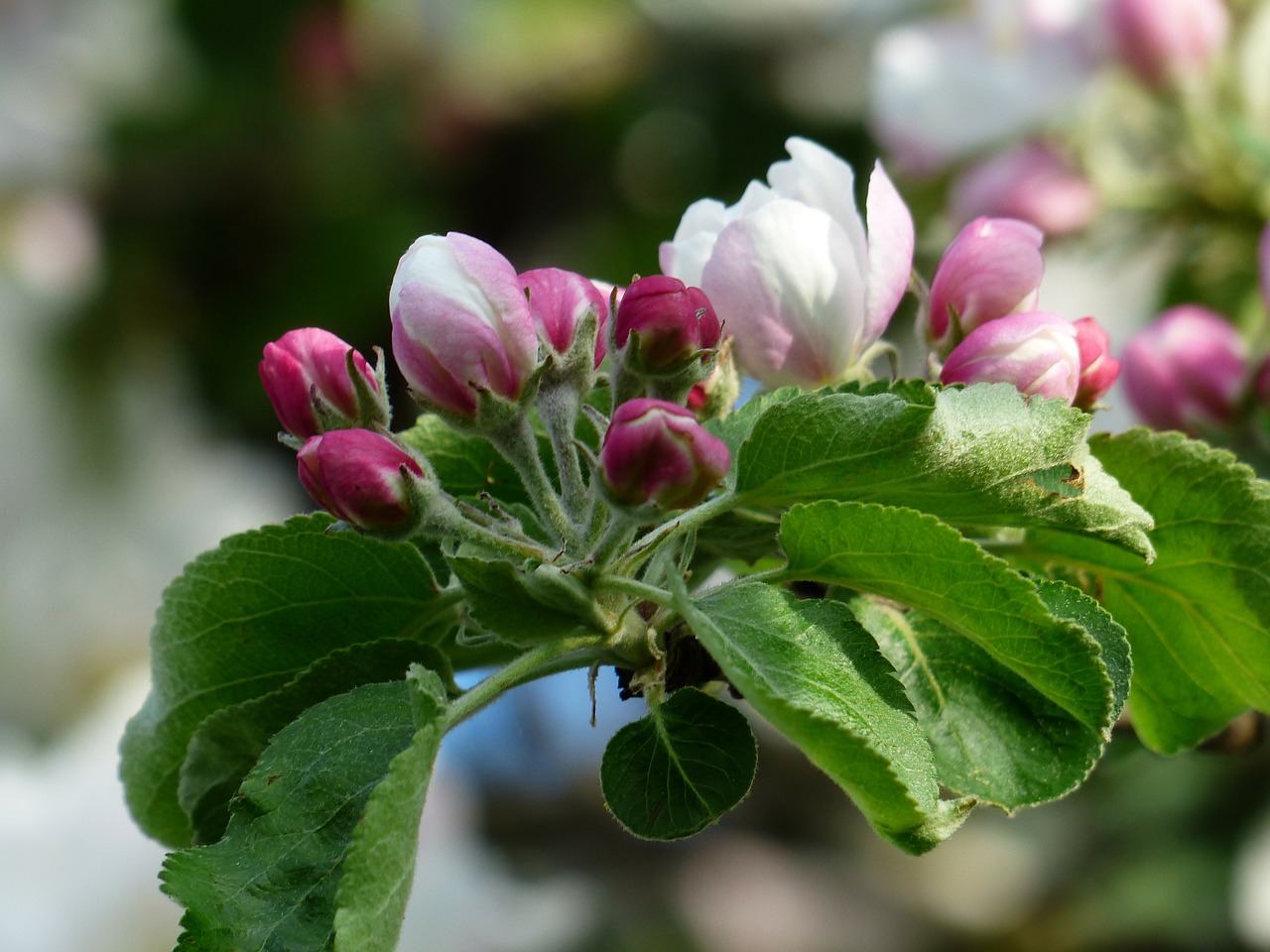 apple blossom apple tree blossom free photo