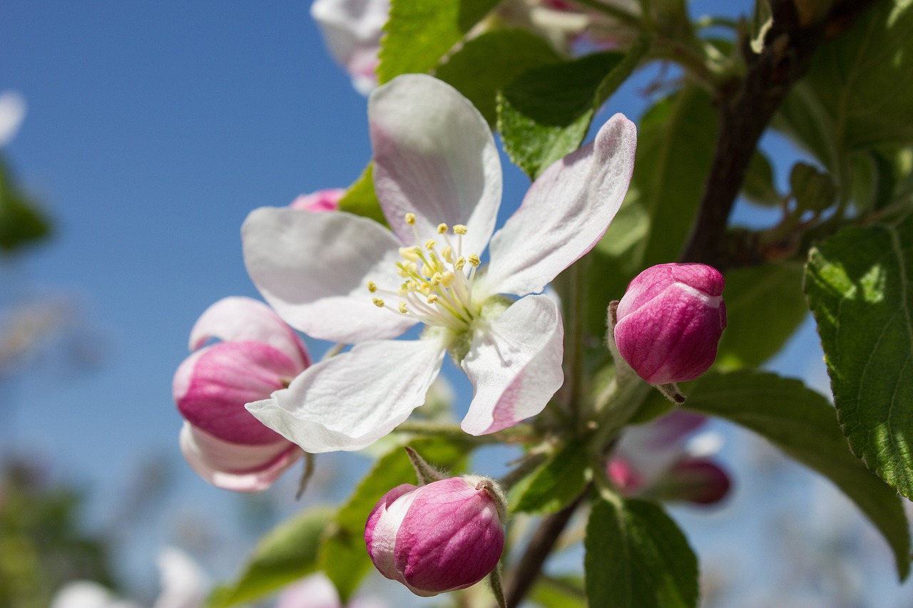 apple blossom blossom bloom free photo