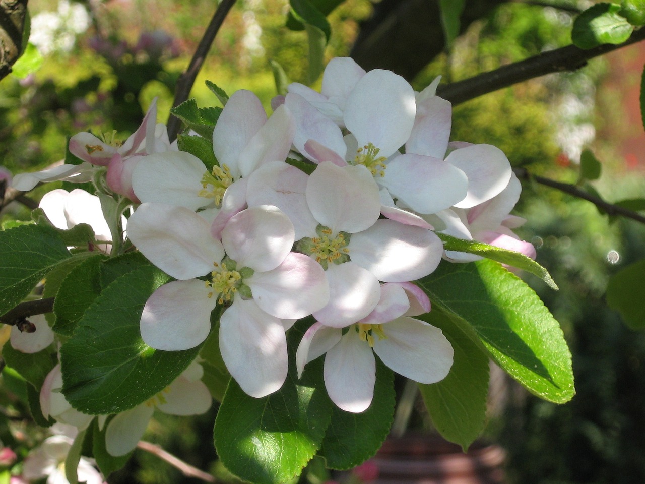 apple blossom fruit tree spring free photo