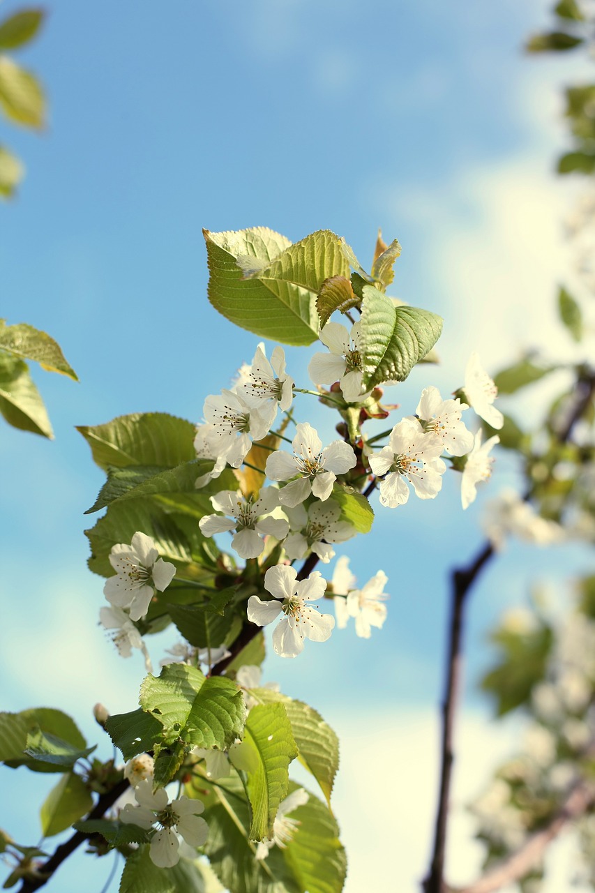 apple blossom apple branch blossom free photo