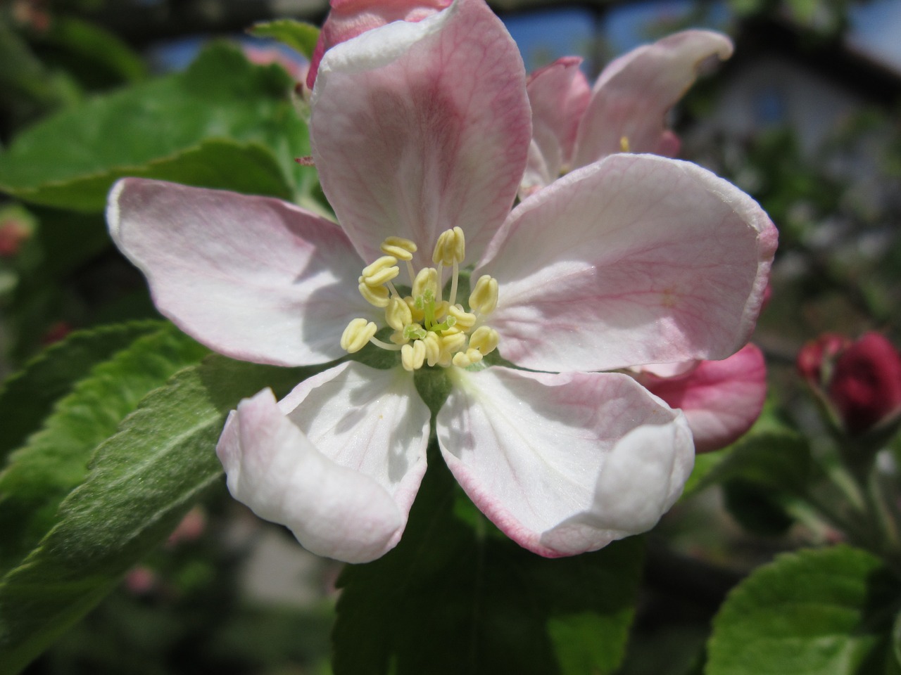 apple blossom blossom bloom free photo