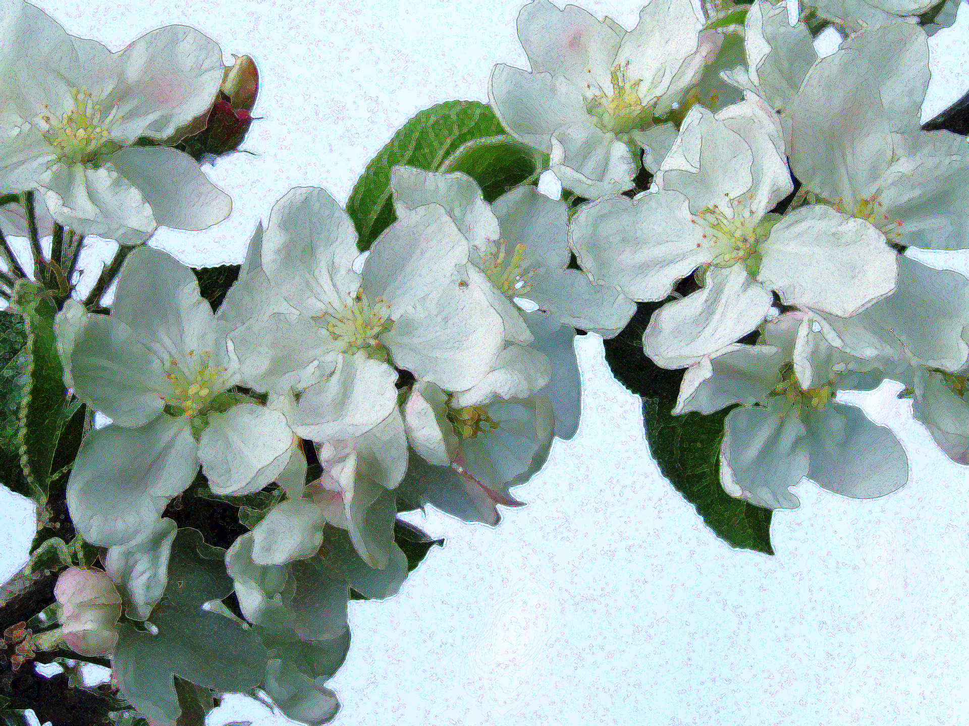 apple blossom blue free photo