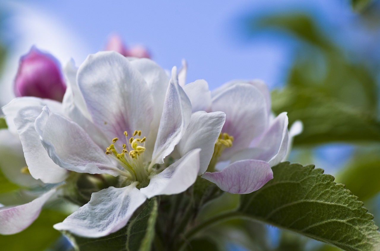 apple blossom spring white free photo