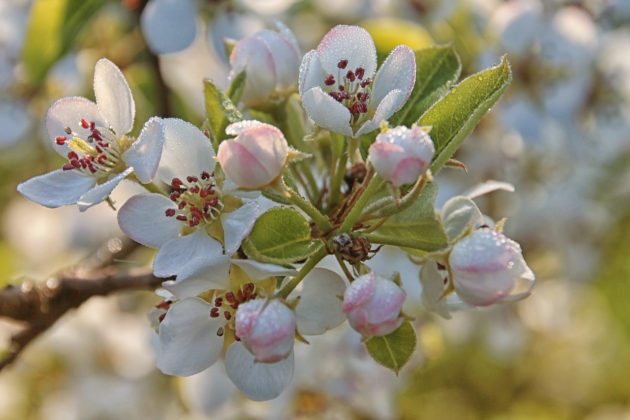 apple blossom flowers apple tree flowers free photo