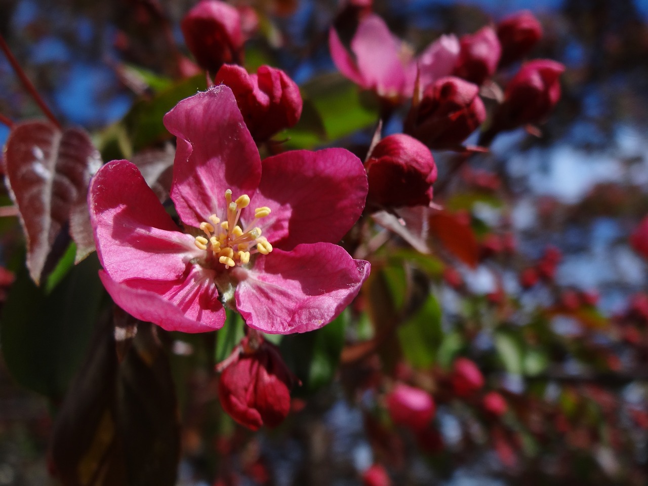 apple blossom flowers blossom free photo