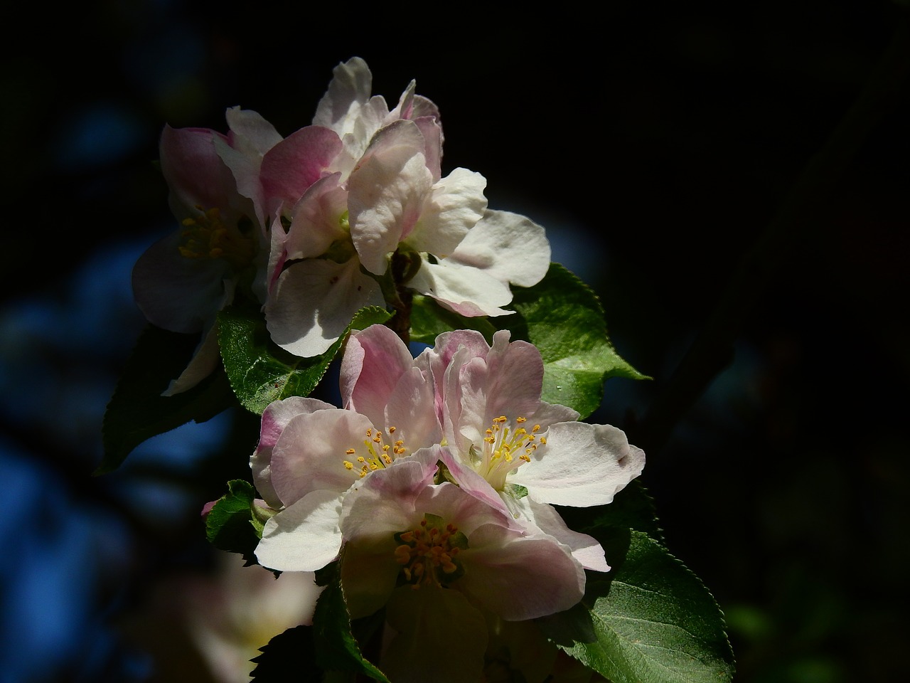 apple blossom flower spring free photo