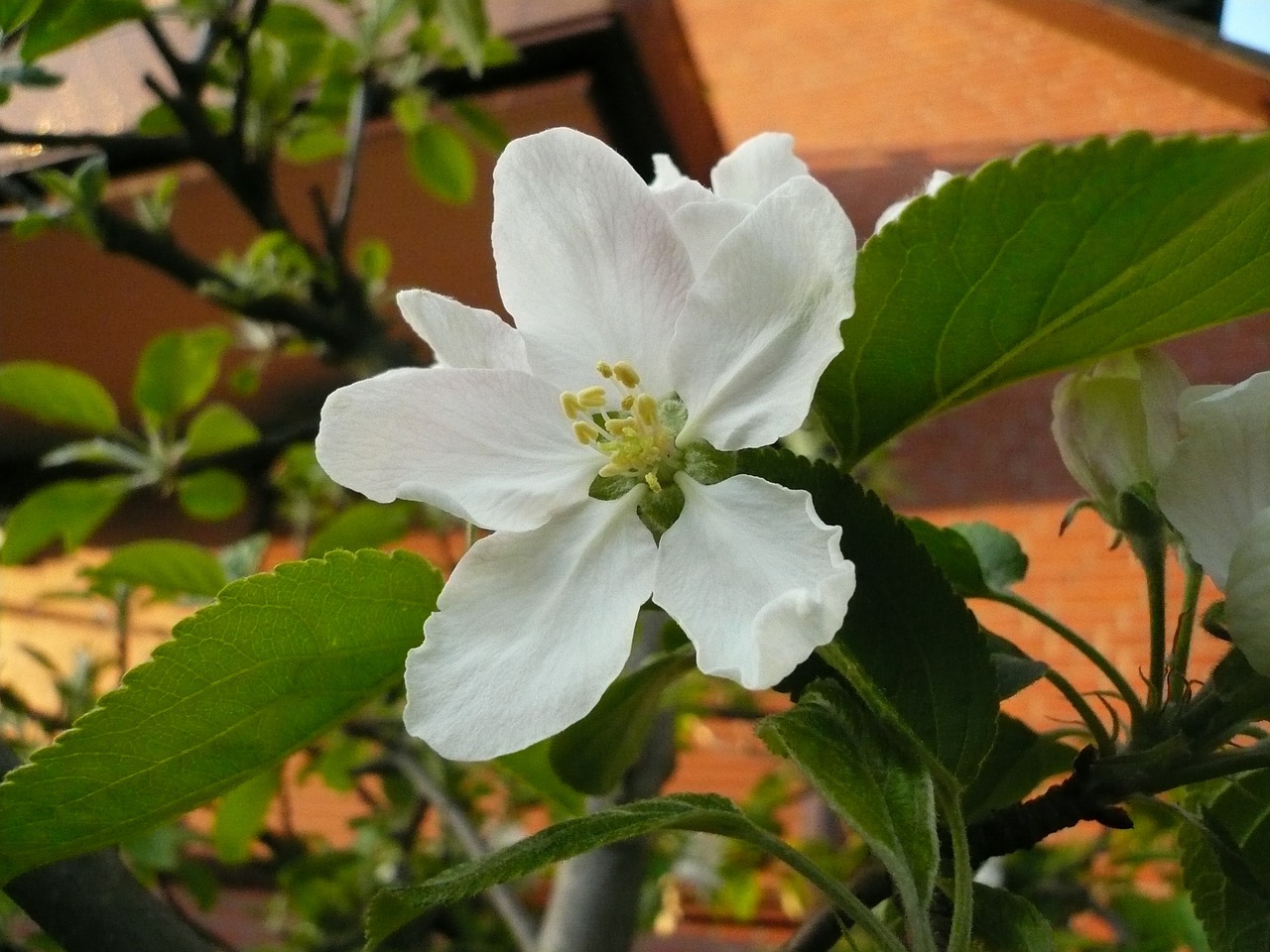 apple blossom apple tree white flowers free photo