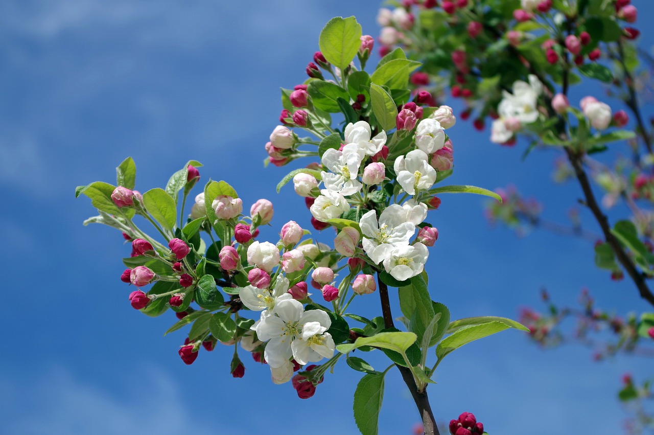 apple blossom tree branch free photo