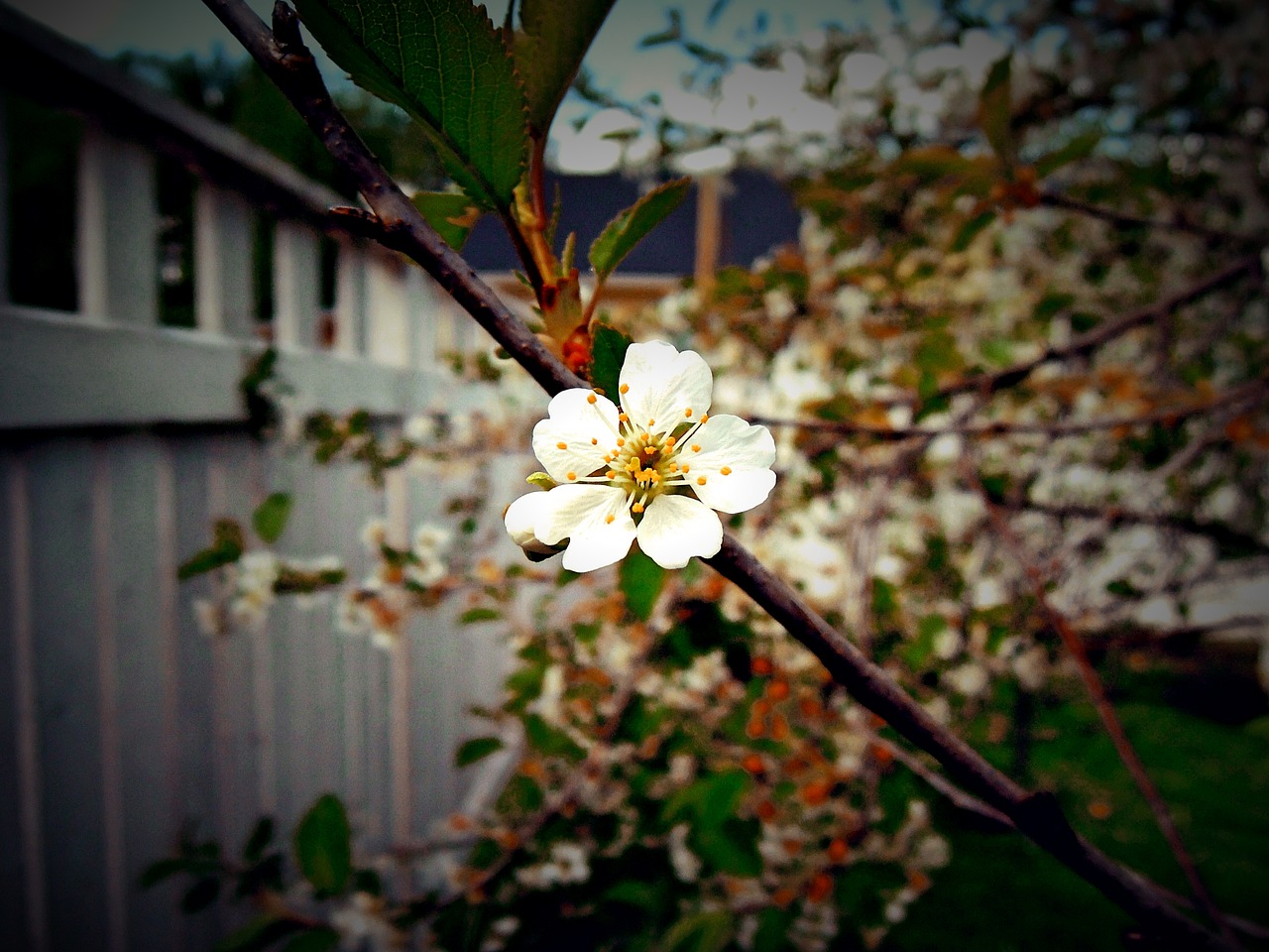 apple blossom apple tree flower free photo