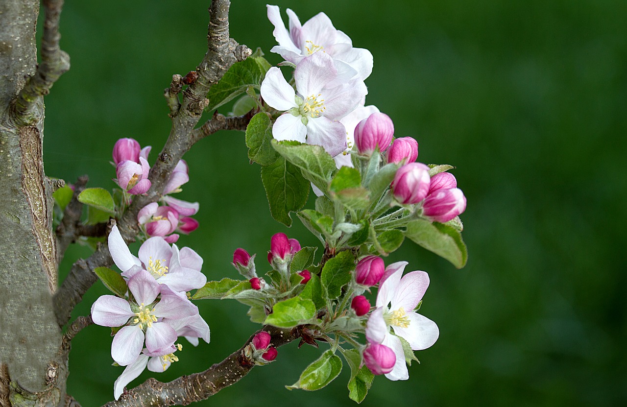 apple blossom apple tree apple tree flowers free photo