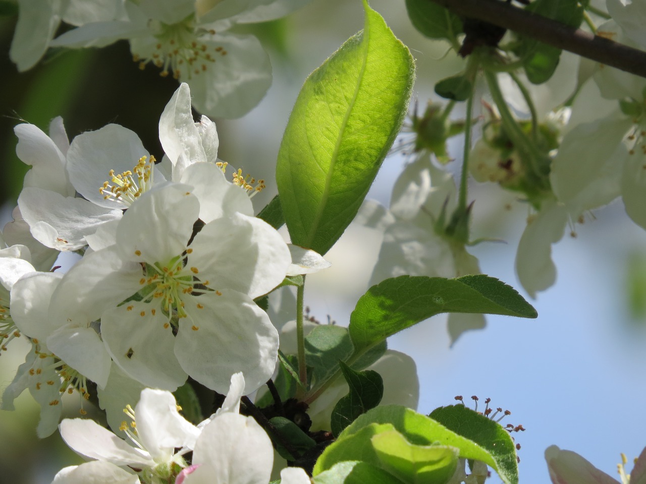 apple blossom apple tree white free photo